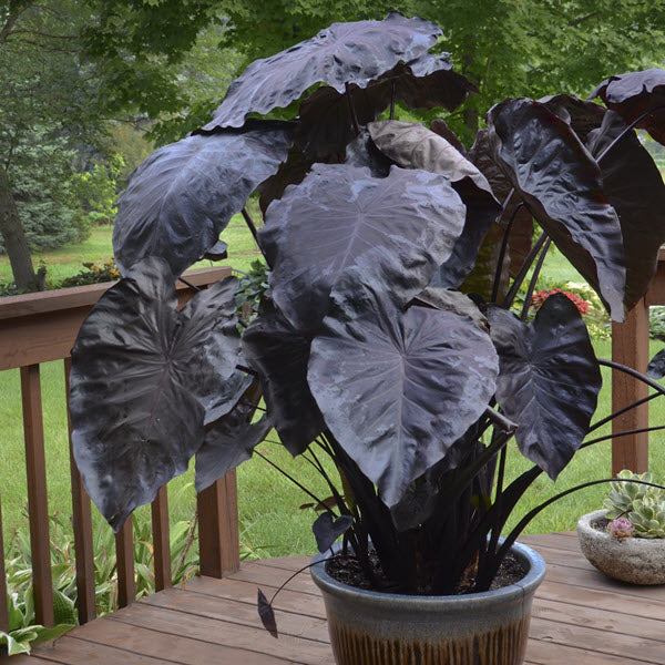 COLOCASIA BLACK CORAL (ELEPHANT'S EARS) - 1 Gallon