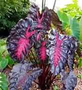 COLOCASIA REDEMPTION - 8" (ELEPHANT'S EARS) - Springbank Greenhouses