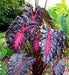 COLOCASIA REDEMPTION - 8" (ELEPHANT'S EARS) - Springbank Greenhouses