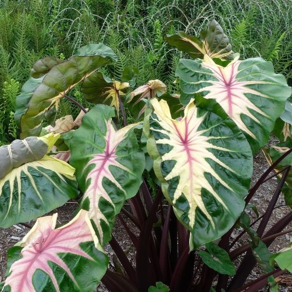 COLOCASIA WAIKIKI (ELEPHANT'S EARS) - 1 Gallon