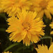 COREOPSIS - DOUBLE THE SUN- 5.5" - Springbank Greenhouses