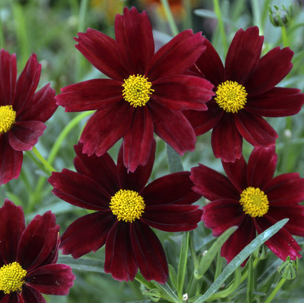 COREOPSIS - RED ELF - 1 Gallon