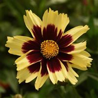 COREOPSIS - SUPER STAR- 5.5" - Springbank Greenhouses