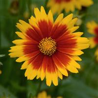 COREOPSIS - UPTICK - 5.5" - Springbank Greenhouses