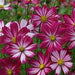 COSMOS COSIMO RED AND WHITE - 4.5" - Springbank Greenhouses