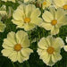 COSMOS XANTHOS - 4.5" - Springbank Greenhouses