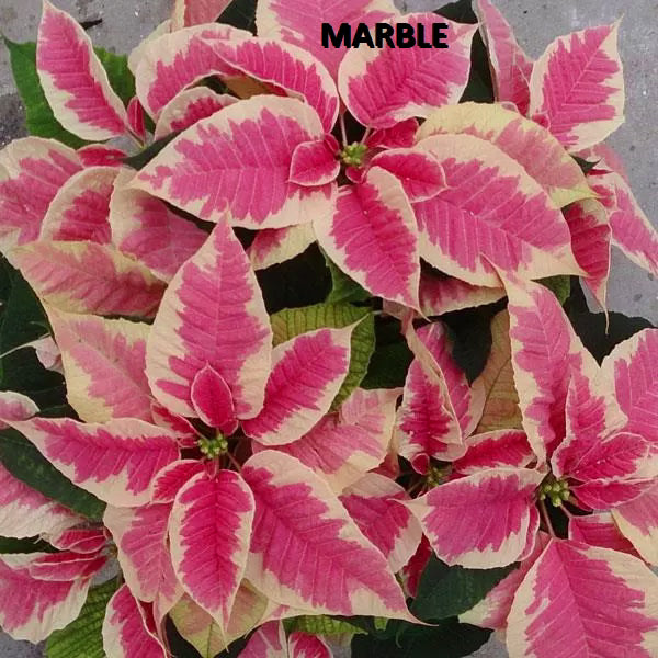 POINSETTIA - MEDIUM
