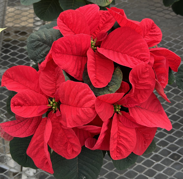 POINSETTIA - MEDIUM