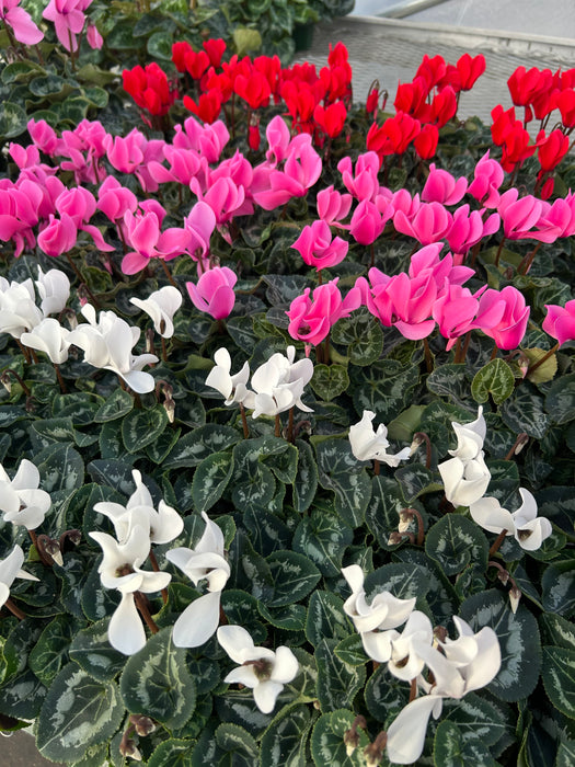 CYCLAMEN - 3 SIZES - ASSORTED COLOURS