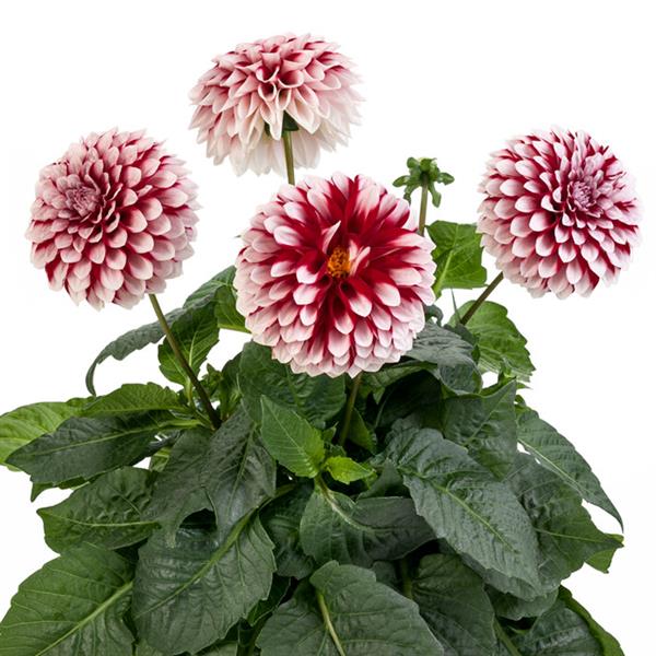 DAHLIA LABELLA GRANDE FUN RED WHITE - 5.5" - Springbank Greenhouses