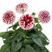 DAHLIA LABELLA GRANDE FUN RED WHITE - 5.5" - Springbank Greenhouses