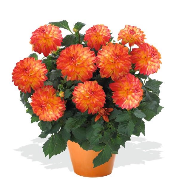 DAHLIA HYPNOTICA - 5.5" - Springbank Greenhouses
