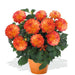 DAHLIA HYPNOTICA - 5.5" - Springbank Greenhouses