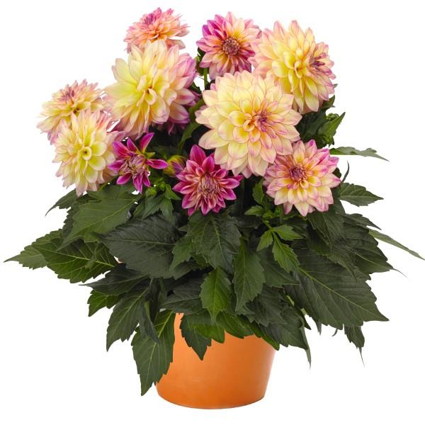 DAHLIA HYPNOTICA - 5.5" - Springbank Greenhouses