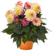DAHLIA HYPNOTICA - 5.5" - Springbank Greenhouses
