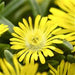 DELOSPERMA WONDER SERIES (ICE PLANT) - Quart - Springbank Greenhouses