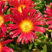 DELOSPERMA WONDER SERIES (ICE PLANT) - Quart - Springbank Greenhouses