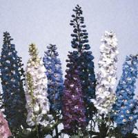 DELPHINIUM MAGIC FOUNTAIN MIX - 1 Gallon - Springbank Greenhouses