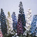 DELPHINIUM MAGIC FOUNTAIN MIX - 1 Gallon - Springbank Greenhouses