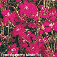 DIANTHUS DELTOIDES BRILLIANT - Quart - Springbank Greenhouses