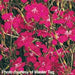 DIANTHUS DELTOIDES BRILLIANT - Quart - Springbank Greenhouses