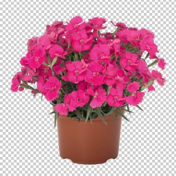 DIANTHUS HYBRIDA -  MAD MAGENTA (PINKS) - 1 gallon