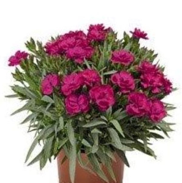 DIANTHUS HYBRIDA -  PEMAN VIOLET (PINKS) - 1 gallon (Copy)