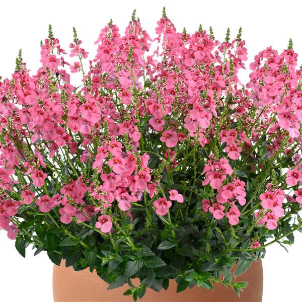 DIASCIA TRINITY PINK - 4.5"