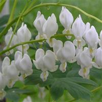 DICENTRA ALBA (BLEEDING HEART) - 1 Gallon - Springbank Greenhouses