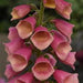 DIGITALIS ARTIC FOX ROSE (FOXGLOVE) - 1 Gallon - Springbank Greenhouses
