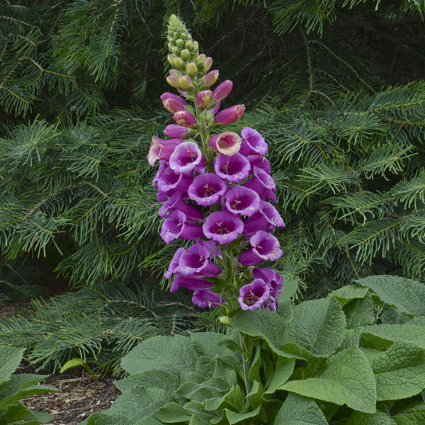 DIGITALIS CANDY MOUNTAIN (FOXGLOVE) - 1 Gallon