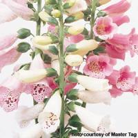 DIGITALIS FOXY (FOXGLOVE) - 1 Gallon - Springbank Greenhouses