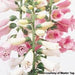 DIGITALIS FOXY (FOXGLOVE) - 1 Gallon - Springbank Greenhouses