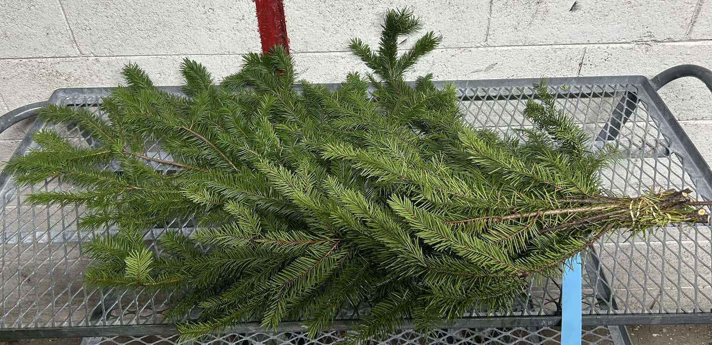 DOUGLAS FIR BOUGHS - 2 LBS