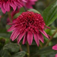 ECHINACEA DOUBLE SCOOP WATERMELON (CONEFLOWER) - 1 Gallon - Springbank Greenhouses
