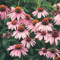 ECHINACEA MAGNUS (CONEFLOWER) - 1 Gallon - Springbank Greenhouses