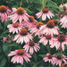ECHINACEA MAGNUS (CONEFLOWER) - 1 Gallon - Springbank Greenhouses