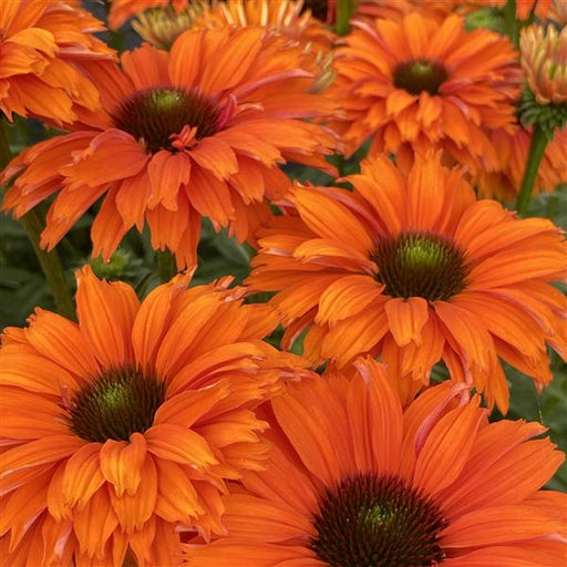 ECHINACEA SUNSEEKERS MINEOLA (CONEFLOWER) - 1 Gallon - Springbank Greenhouses