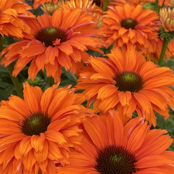 ECHINACEA SUNSEEKERS MINEOLA (CONEFLOWER) - 1 Gallon - Springbank Greenhouses