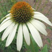 ECHINACEA WHITE SWAN (CONEFLOWER) - 1 Gallon - Springbank Greenhouses