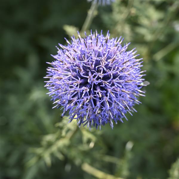 ECHINOPS BLUE GLOW (GLOBE THISTLE)- 1 Gallon - Springbank Greenhouses