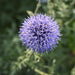ECHINOPS BLUE GLOW (GLOBE THISTLE)- 1 Gallon - Springbank Greenhouses