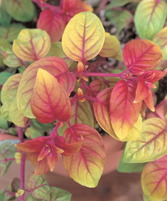 FUCHSIA AUTUMNALE - 4.5" - Springbank Greenhouses