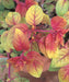 FUCHSIA AUTUMNALE - 4.5" - Springbank Greenhouses