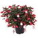 FUCHSIA BELLA SERIES UPRIGHT - 4.5" (Copy) - Springbank Greenhouses