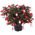 FUCHSIA BELLA SERIES UPRIGHT - 4.5" (Copy) - Springbank Greenhouses