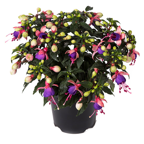 FUCHSIA BELLA SERIES UPRIGHT - 4.5" (Copy) - Springbank Greenhouses