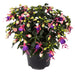 FUCHSIA BELLA SERIES UPRIGHT - 4.5" (Copy) - Springbank Greenhouses