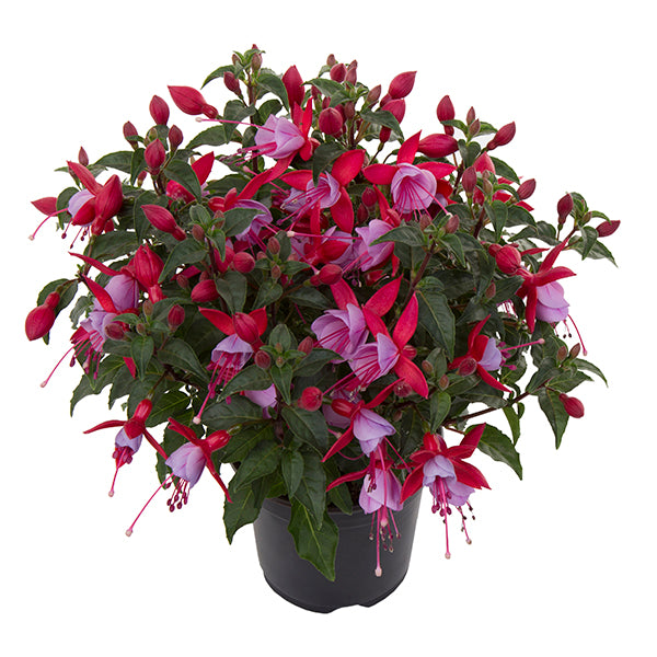 FUCHSIA BELLA SERIES UPRIGHT - 4.5" (Copy) - Springbank Greenhouses