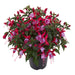FUCHSIA BELLA SERIES UPRIGHT - 4.5" (Copy) - Springbank Greenhouses